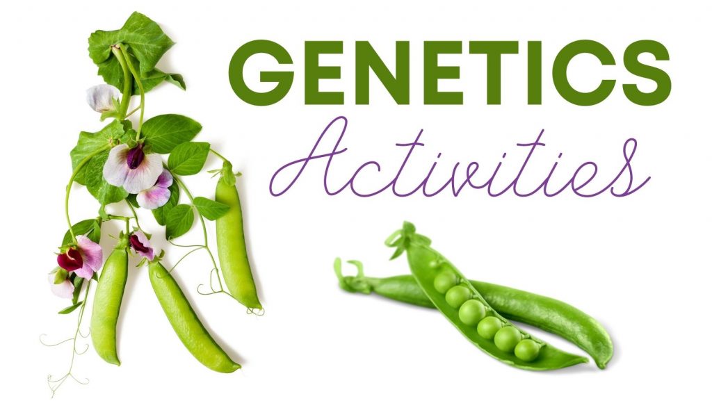 genetics activities