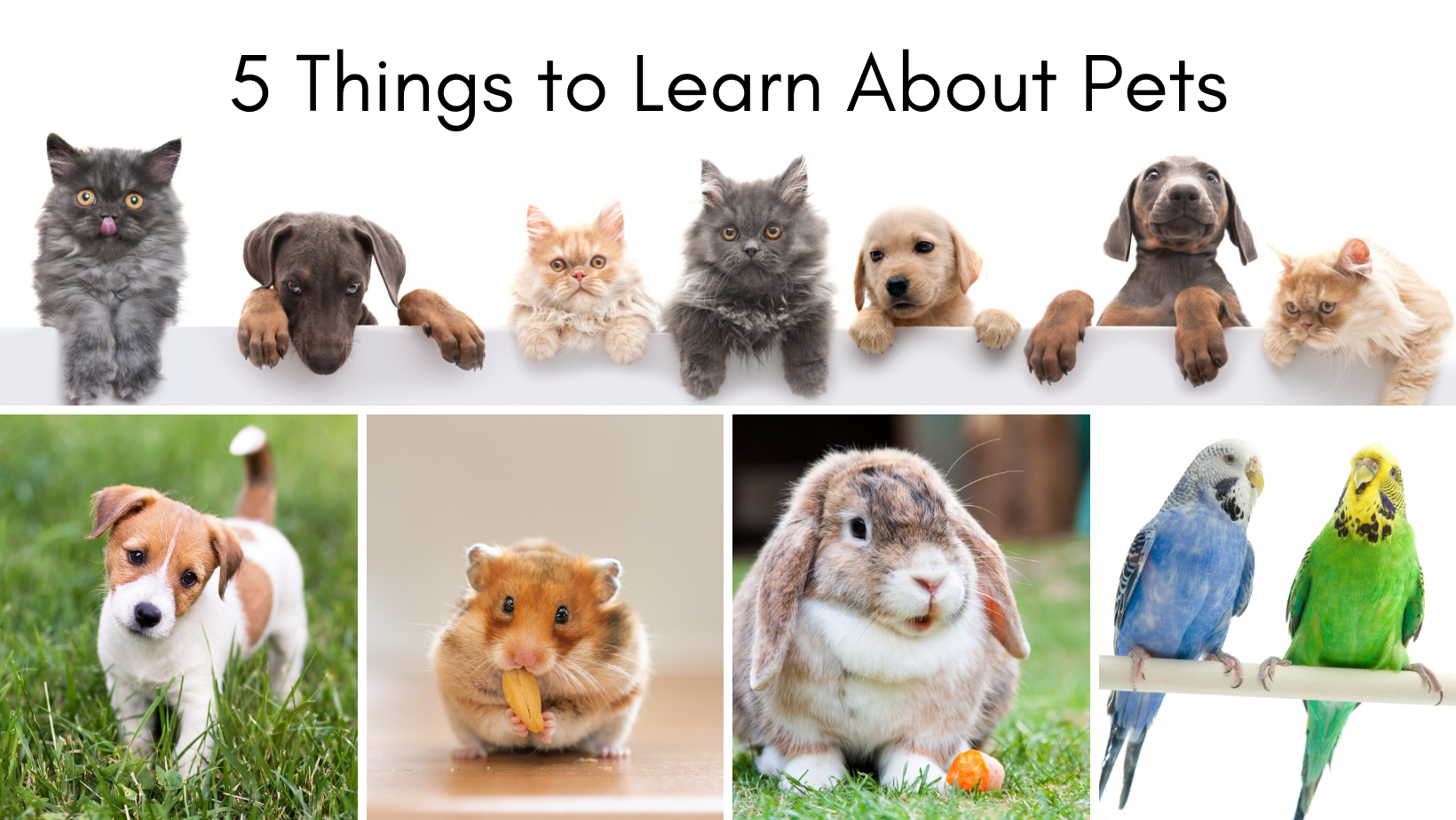 5 Things to Learn About Pets - Curiosity Untamed