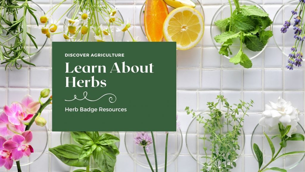 learn about herbs
