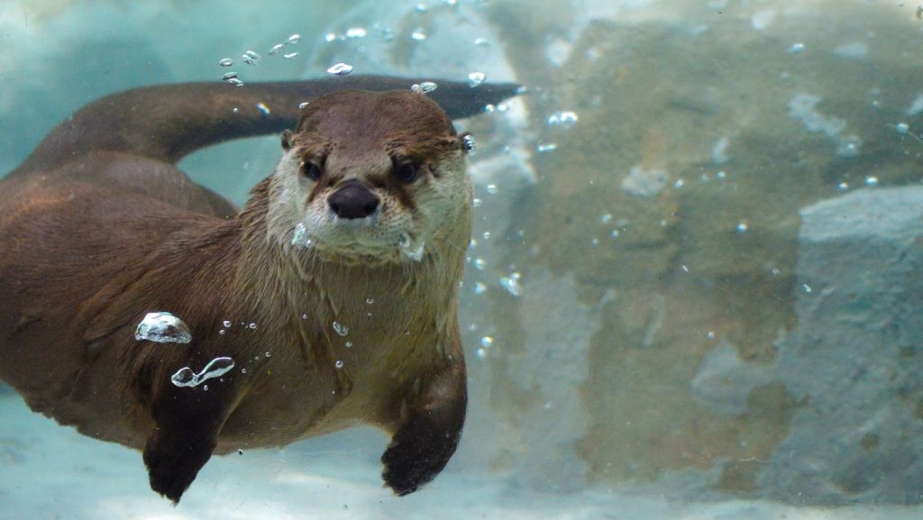 otter swimming underwater