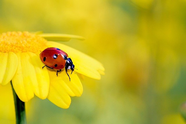 ladybug on a yellow daisy
